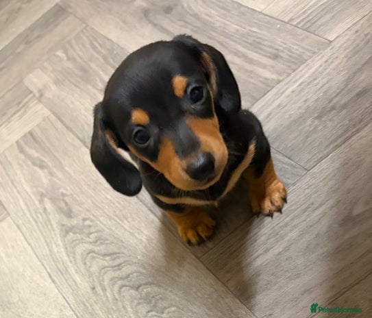 Miniature Dachshund dogs - Advert 3