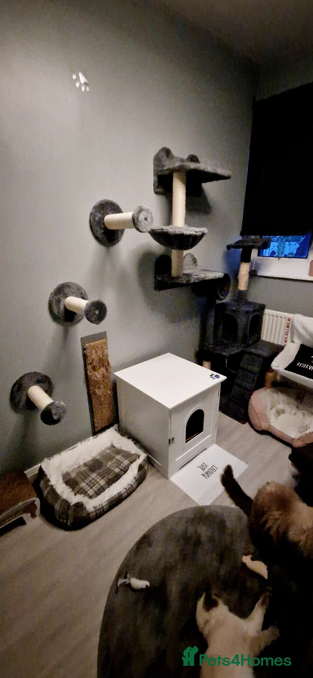 Ragdoll cats for stud: *STUD* GCCF & TICA REGISTERED ACTIVE BLUEPOINT BOY in Oldham - Advert 10