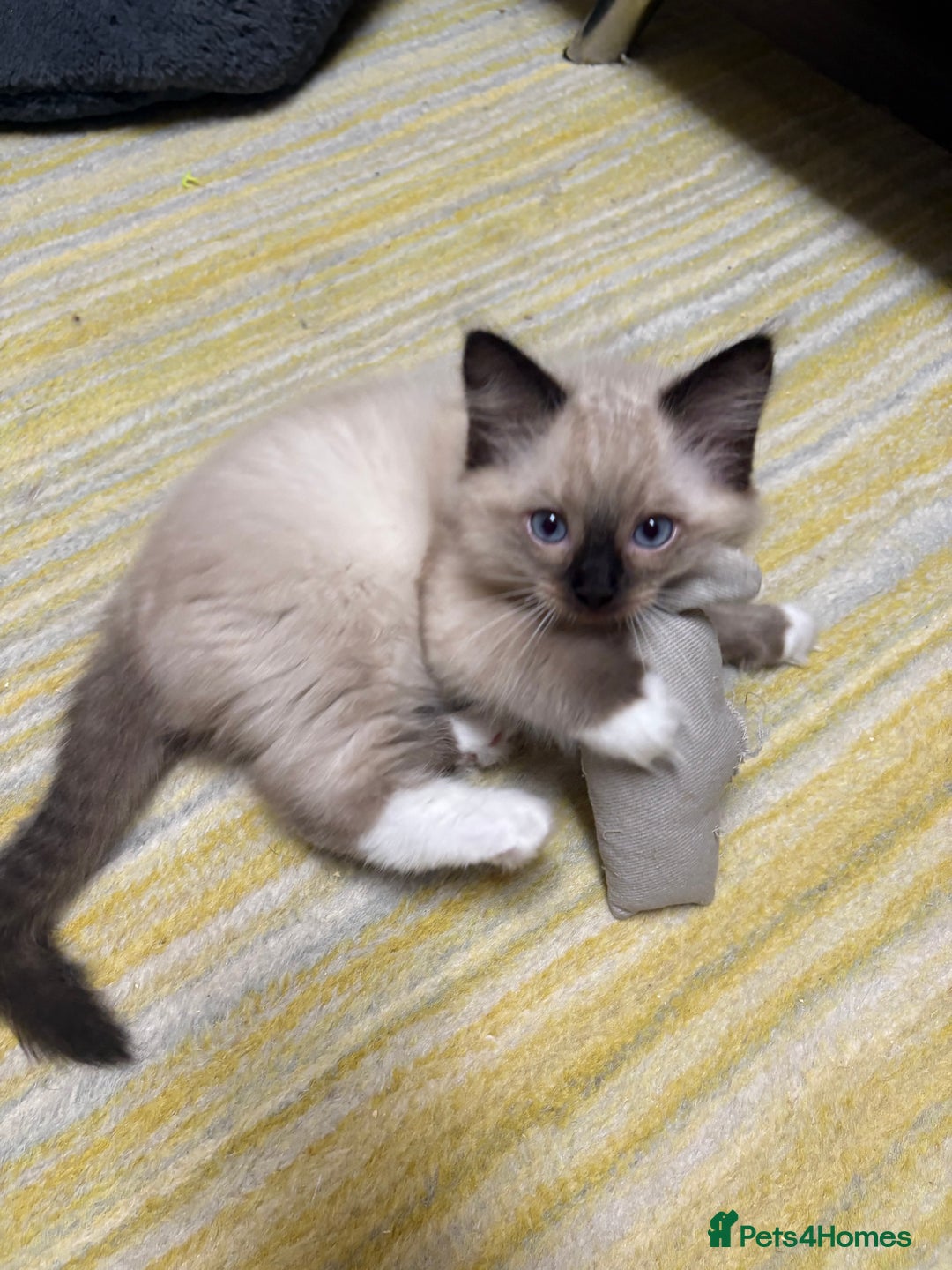 Ragdoll cats for sale: GCCF REGISTERED RAGDOLL KITTENS. 4  BOYS - Image 8