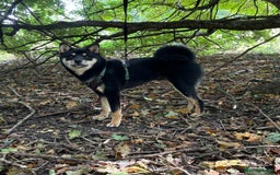 Japanese Shiba Inu dogs for stud: Champion Japanese Line Shiba Inu For Stud - Image 3