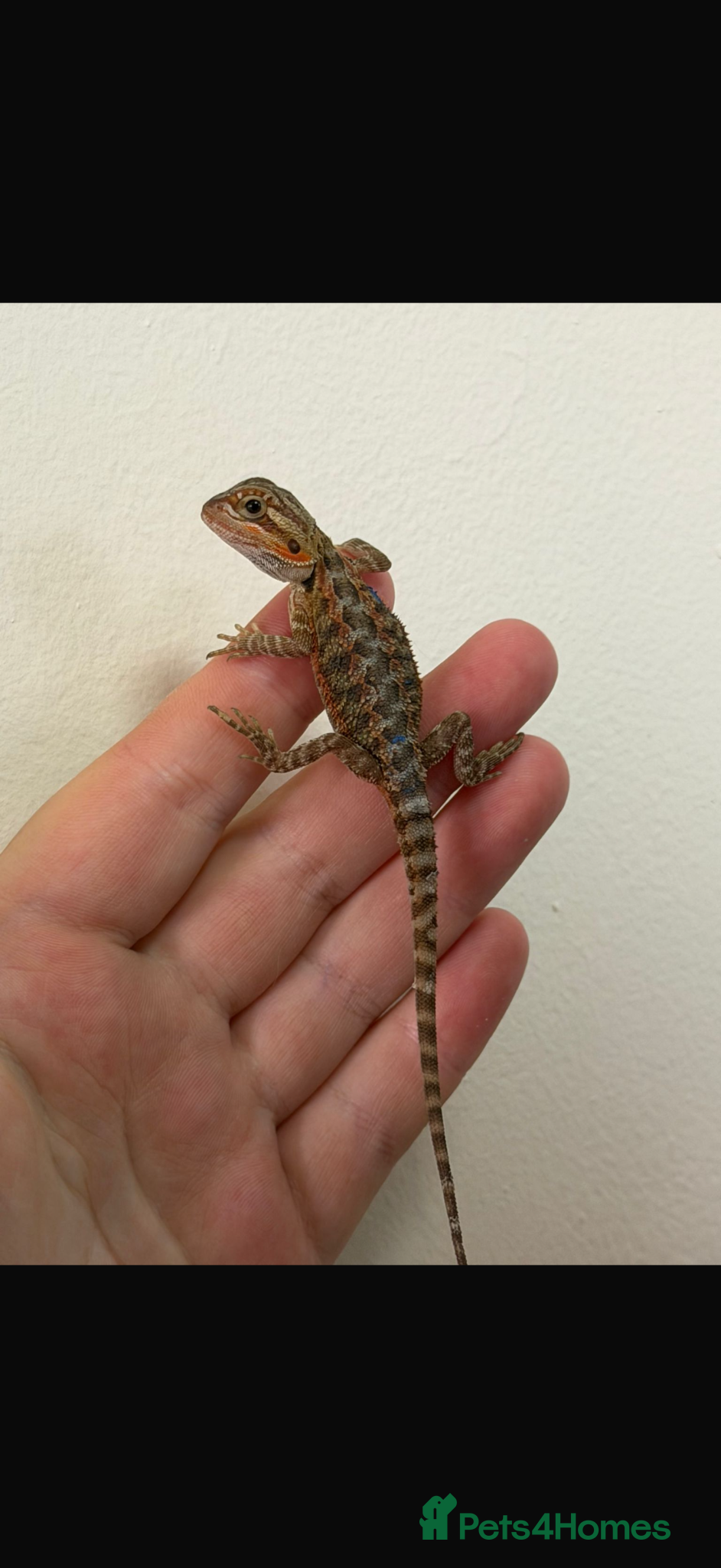Bearded Dragon reptiles STUNNING BEARDIE READY NOW  - Advert 2