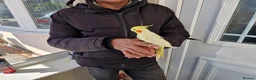 Cockatiels birds for sale: Super hand tamed cockatiel for sale  - Advert 7