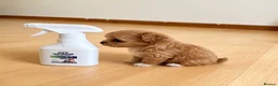 Maltipoo dogs for sale: 1 BOY LEFT (Stormi) RARE F1B Maltipoo Puppies - Advert 27