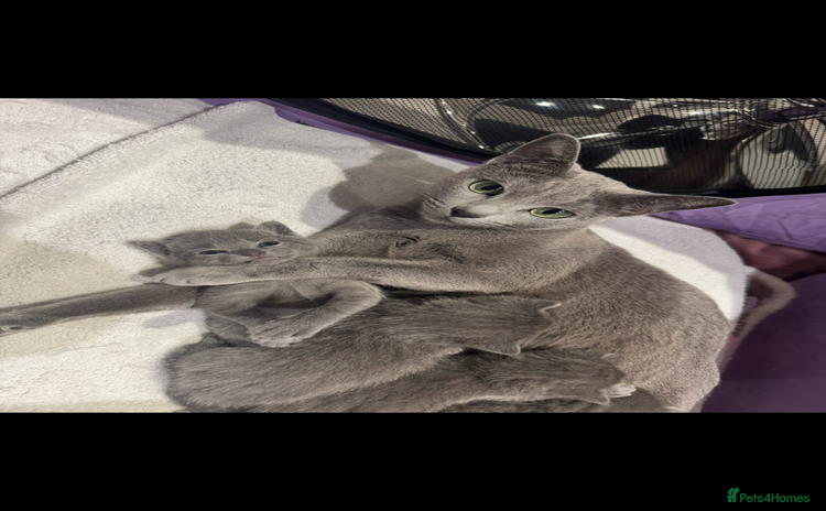 Russian Blue cats - Advert 5