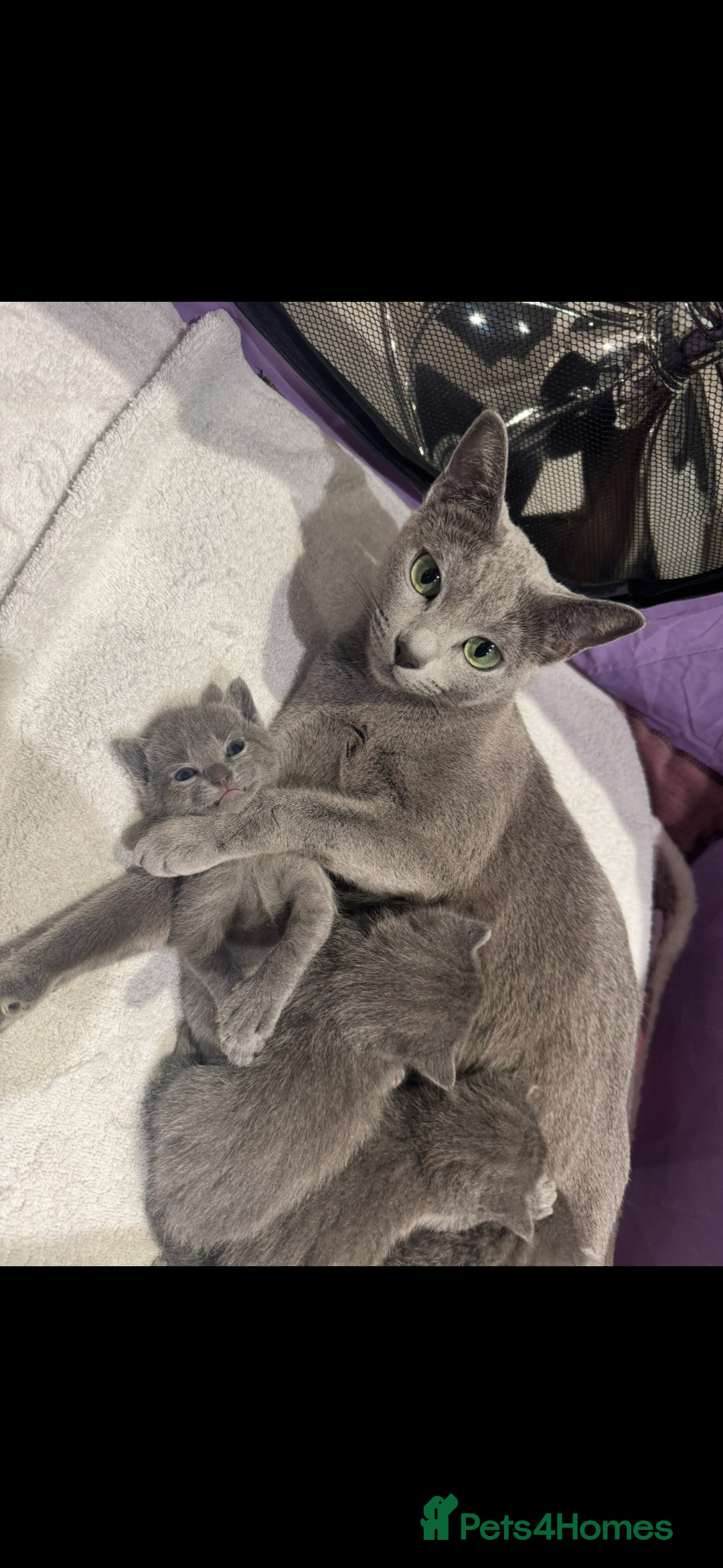Russian Blue cats for sale: Kittens looking for a forever home  - Image 1
