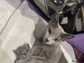 Russian Blue cats Kittens looking for a forever home - Advert 13