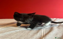 Domestic Shorthair cats for sale: 4 tabby kittens and 1 tuxedo kitten for sale! - Image 12