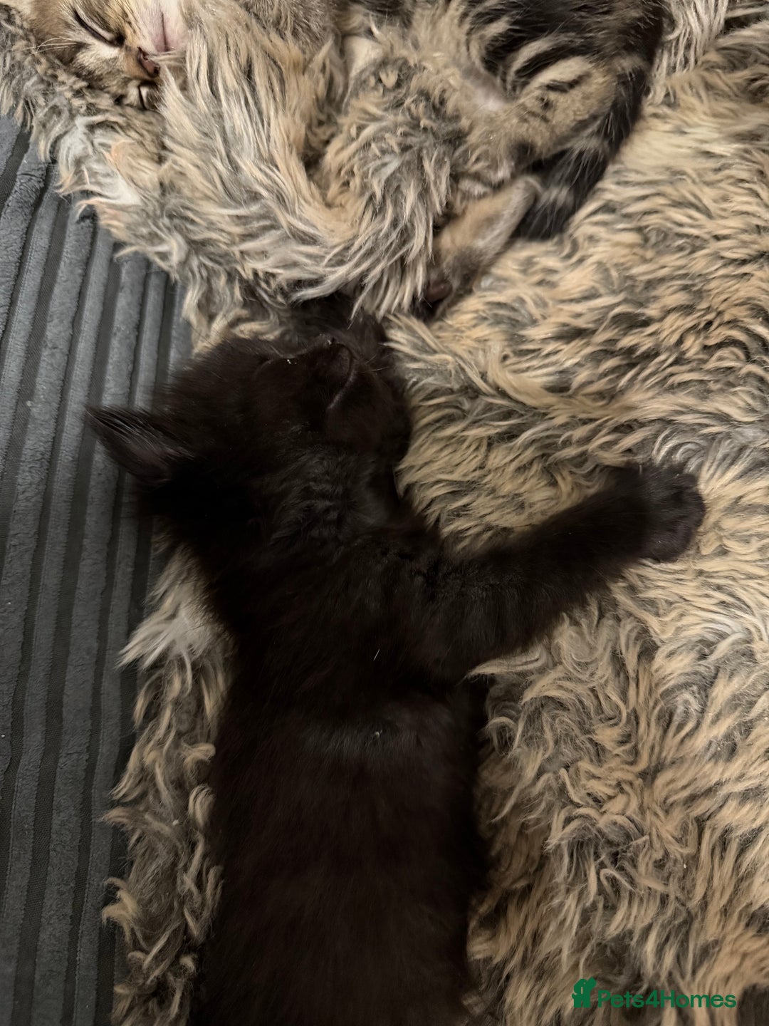 Domestic Shorthair cats for sale: Kittens looking for a loving home  - Advert 6
