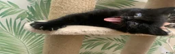 Mixed Breed cats for sale: 5 beautiful boy kittens  - Advert 34
