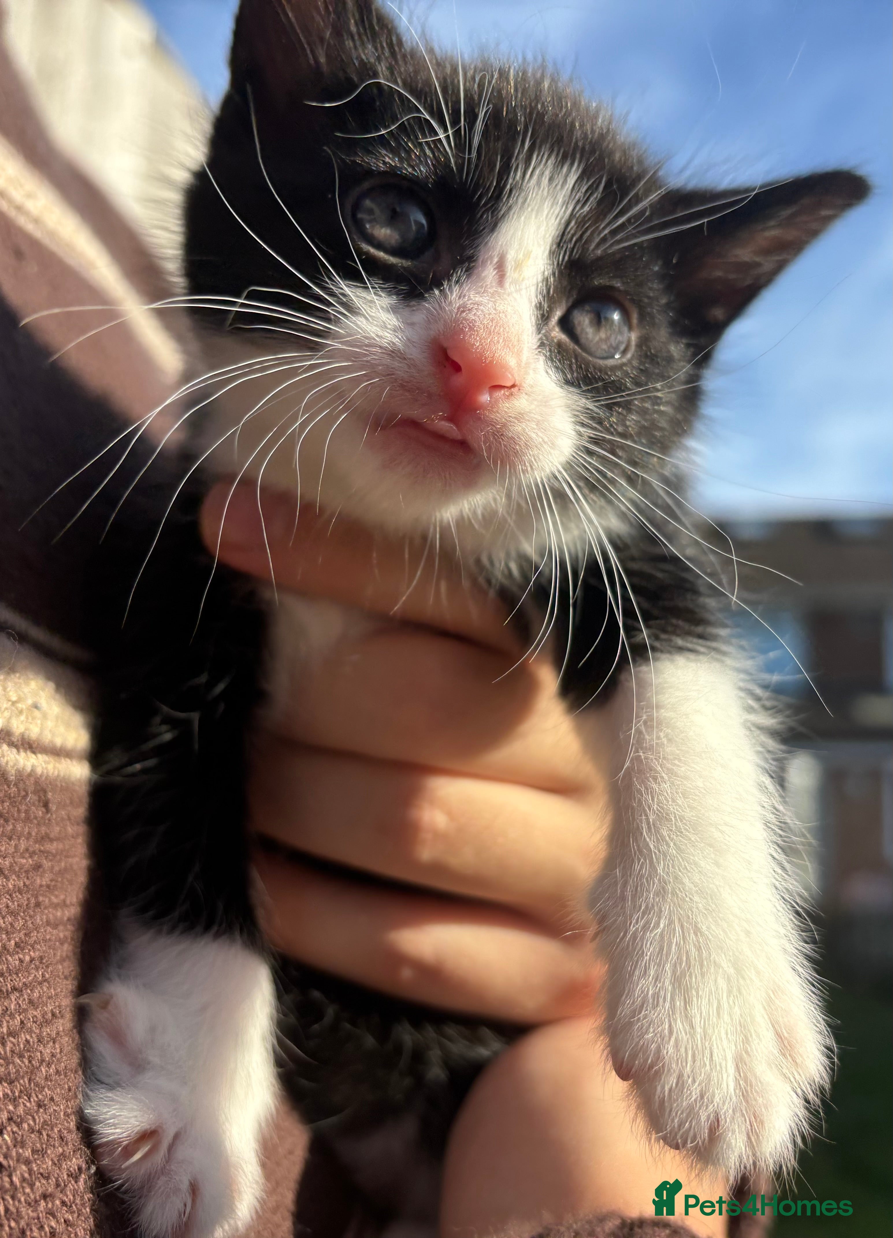 Mixed Breed cats 5 Gorgeous kittens available now - Advert 15