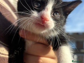 Mixed Breed cats 5 Gorgeous kittens available now - Advert 3