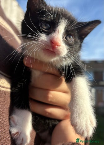 Mixed Breed cats 5 Gorgeous kittens available now - Advert 1