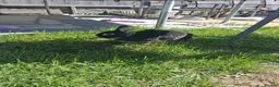 Mixed Breed rabbits for sale: Rabbit in Ringwood - Advert 2