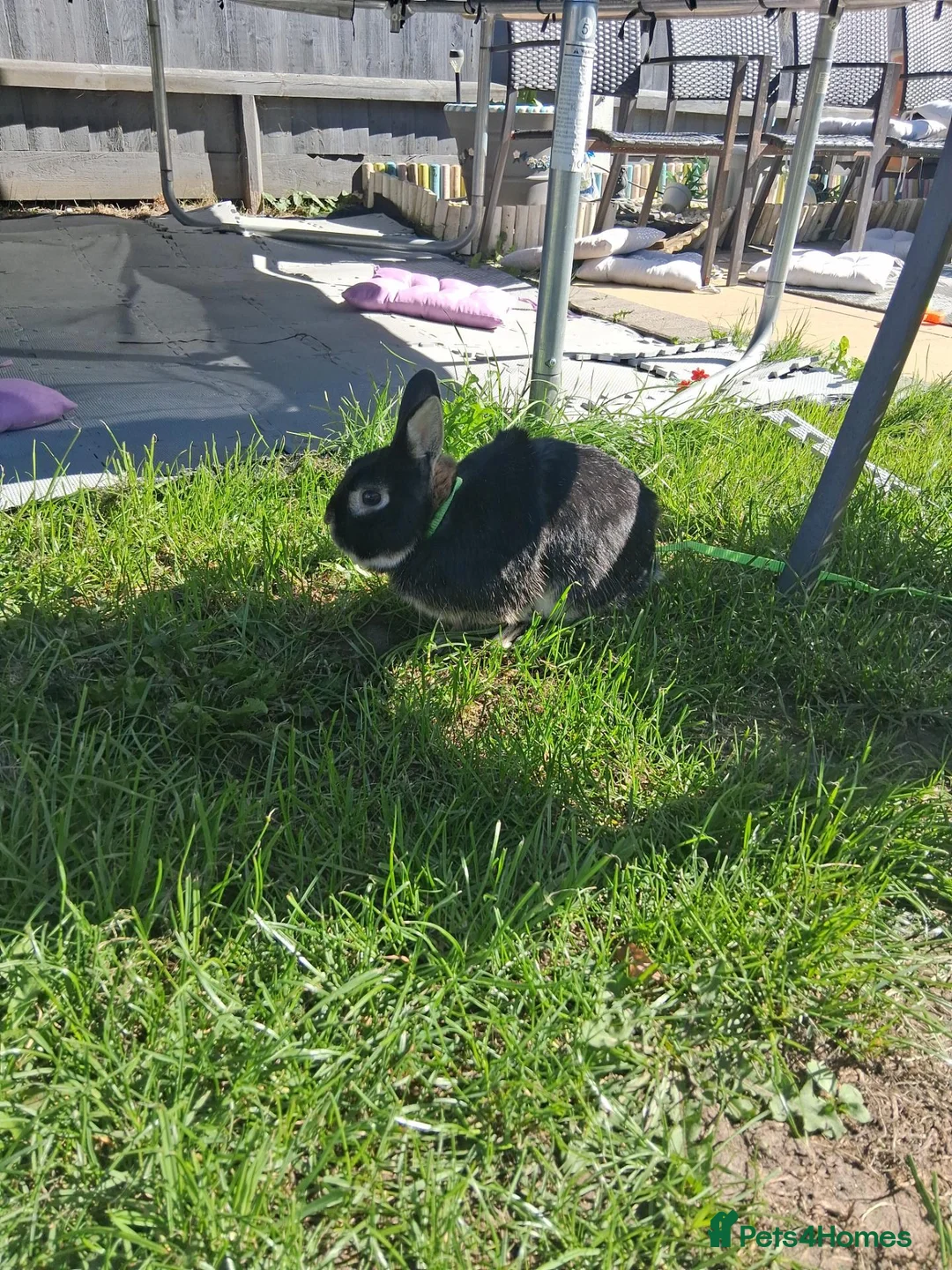 Mixed Breed rabbits for sale: Rabbit in Ringwood - Advert 2