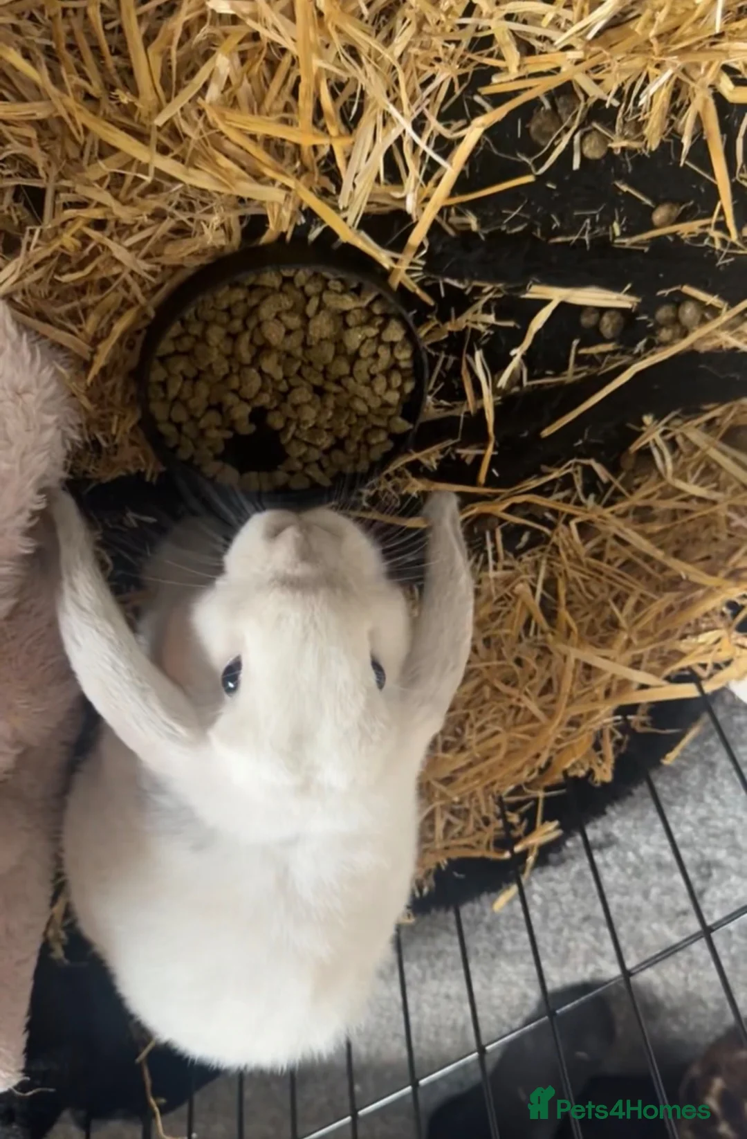 Mini Lop rabbits for sale: Mini lop male for sale  in Rossendale - Advert 2