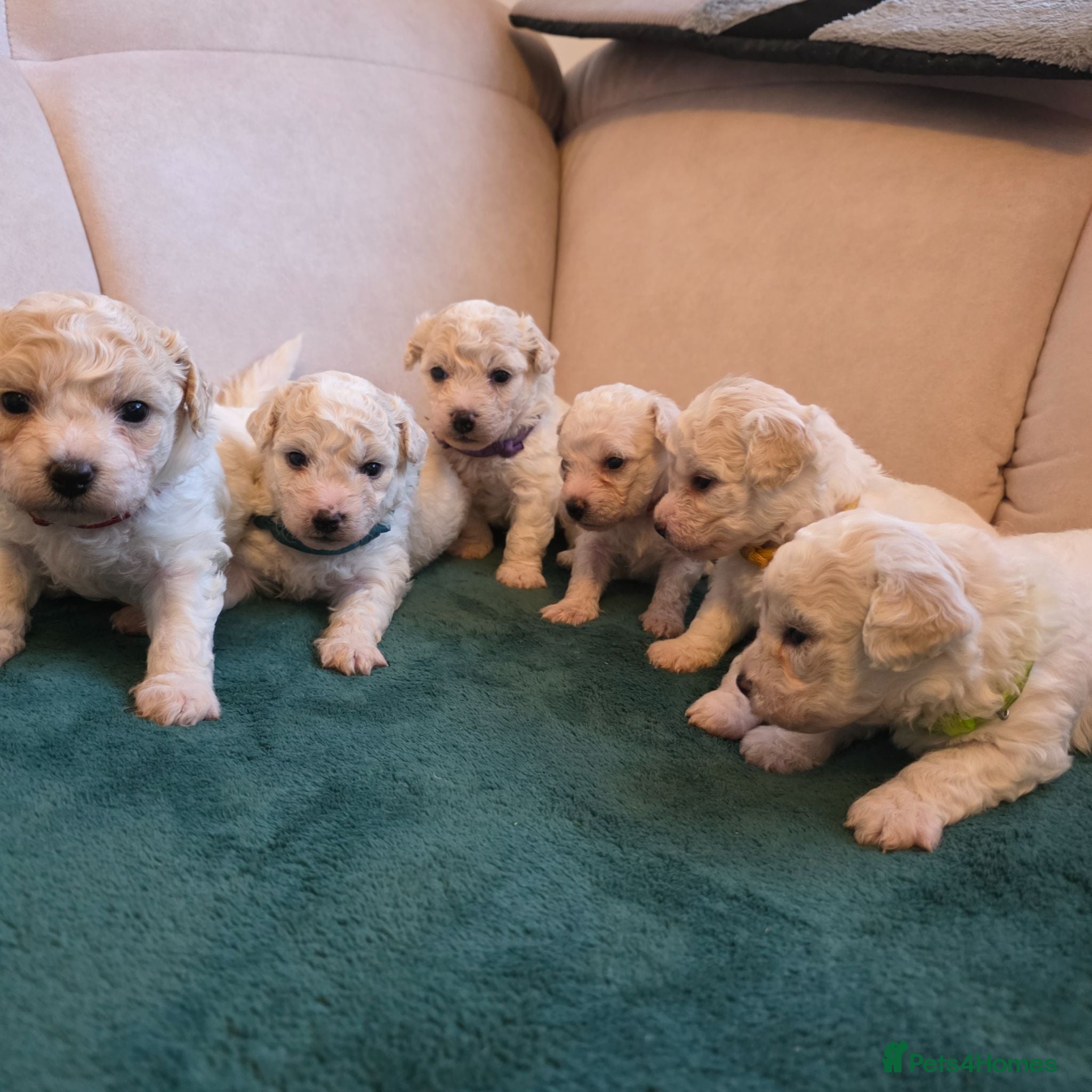 Bichon Frise dogs Bichon Frise  - Advert 1