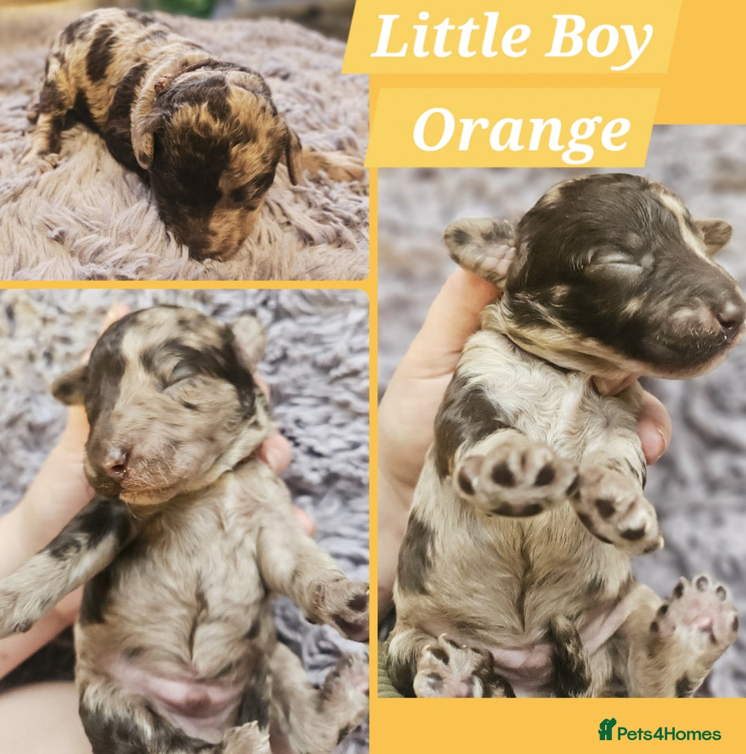 Cockapoo dogs for sale: Multigen Merle & Chocolate Cockapoo Puppies - Image 6