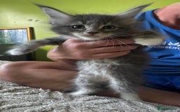 Maine Coon cats for sale: Gorgeous maine coon kittens  - Image 22