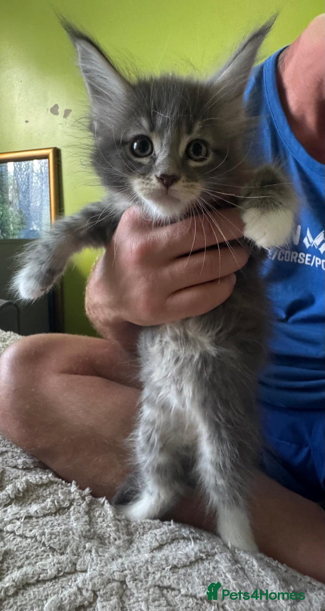 Maine Coon cats for sale: Gorgeous maine coon kittens  - Image 22