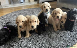 Labradoodle dogs for sale: Miniature Labradoodles  - Image 22