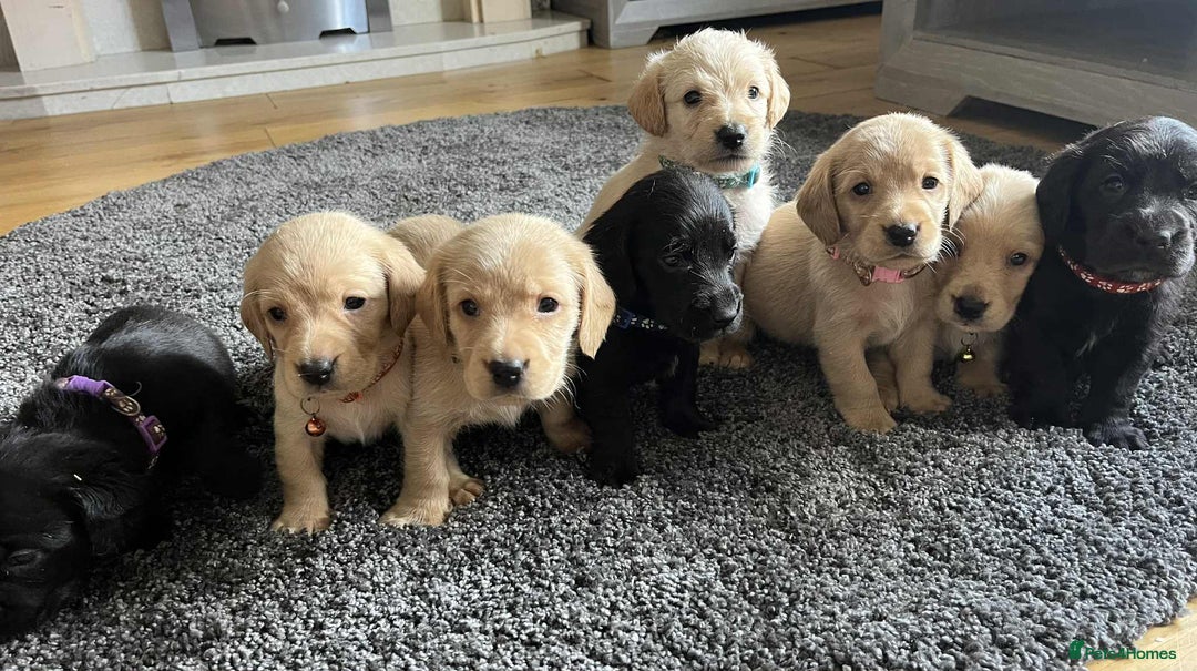 Labradoodle dogs for sale: Miniature Labradoodles  - Image 22