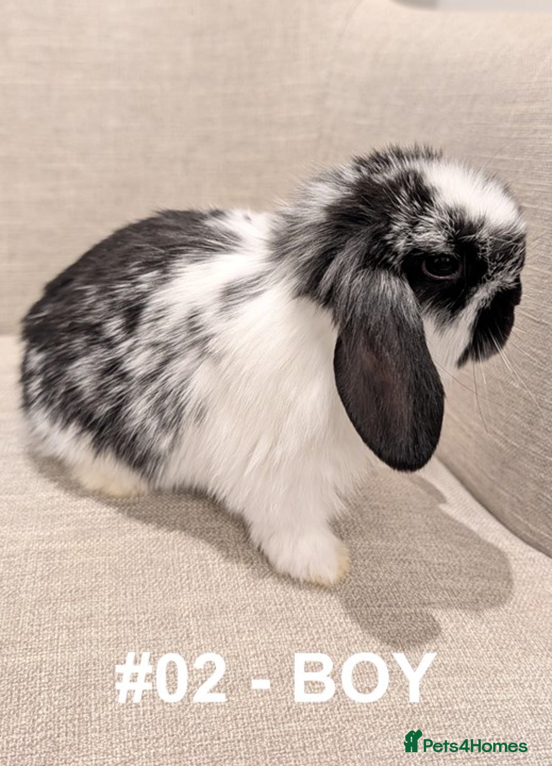 Mini Lop rabbits for sale: Exceptional Mini-Lops. Collect from: 15th January - Advert 5
