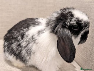 Mini Lop rabbits Exceptional Mini-Lops. Collect from: 15th January - Advert 5
