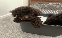 Toy Poodle dogs for sale: 3 chocolate brown toy poodles  - Image 1