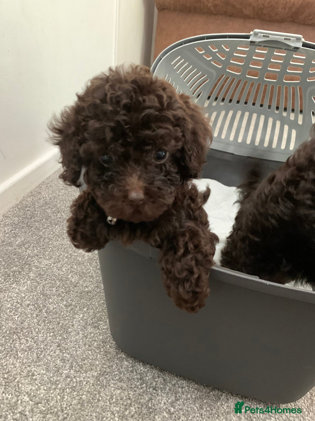 Toy Poodle dogs for sale: 3 chocolate brown toy poodles  - Image 1
