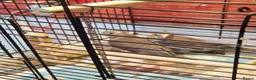 Cockatiels birds for sale: Cockatiels  - Advert 4
