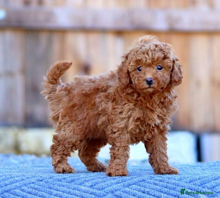 Toy Poodle dogs well trained female toy poodle - Advert 1