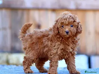 Toy Poodle dogs well trained female toy poodle - Advert 1