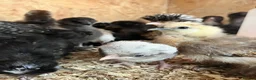 Mixed Breed poultry for sale: Ducks, ducklings, pullets, chicks - Advert 18