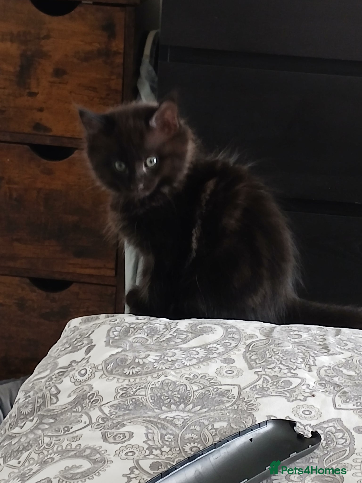 Mixed Breed cats 3 kittens ready to leave - Advert 1