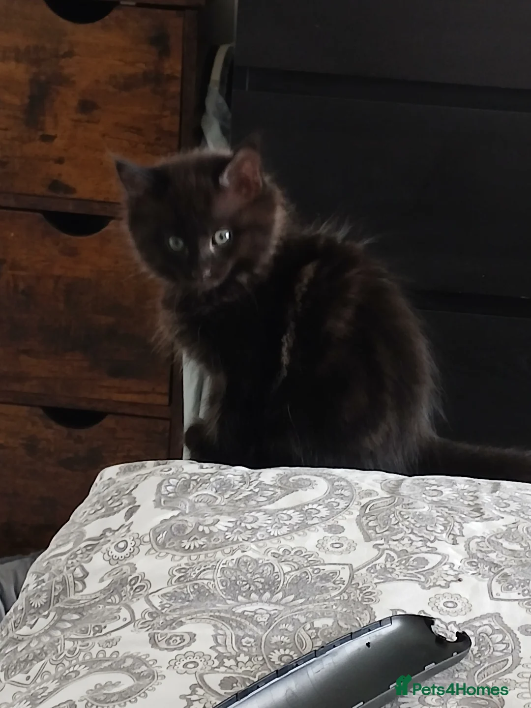 Mixed Breed cats for sale: 3 kittens ready to leave - Advert 1