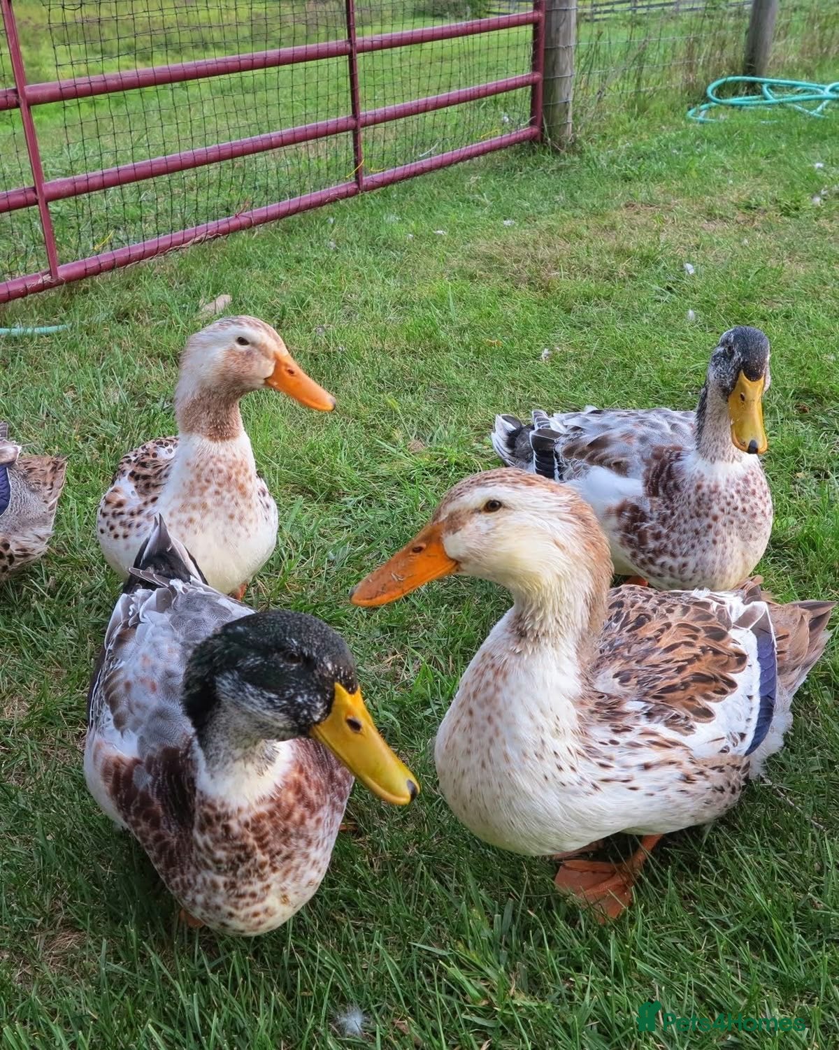 Ducks poultry mixed breed ducklings / expected on the 10th april - Advert 6