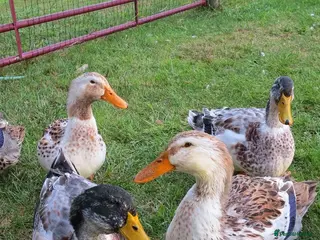 Ducks poultry mixed breed ducklings / expected on the 10th april - Advert 6