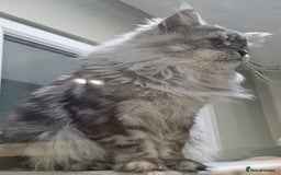 Maine Coon cats for sale: Champion Line Maine Coons –Rare, Fluffy, Gorgeous! - Image 20