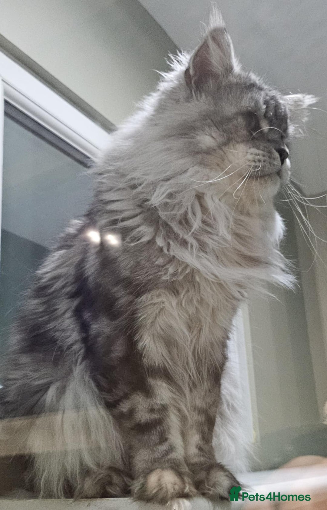 Maine Coon cats for sale: Champion Line Maine Coons –Rare, Fluffy, Gorgeous! - Image 20