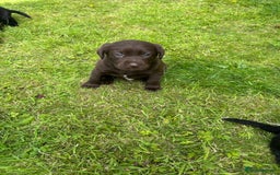 Springador dogs for sale: Springador Puppies - Image 15
