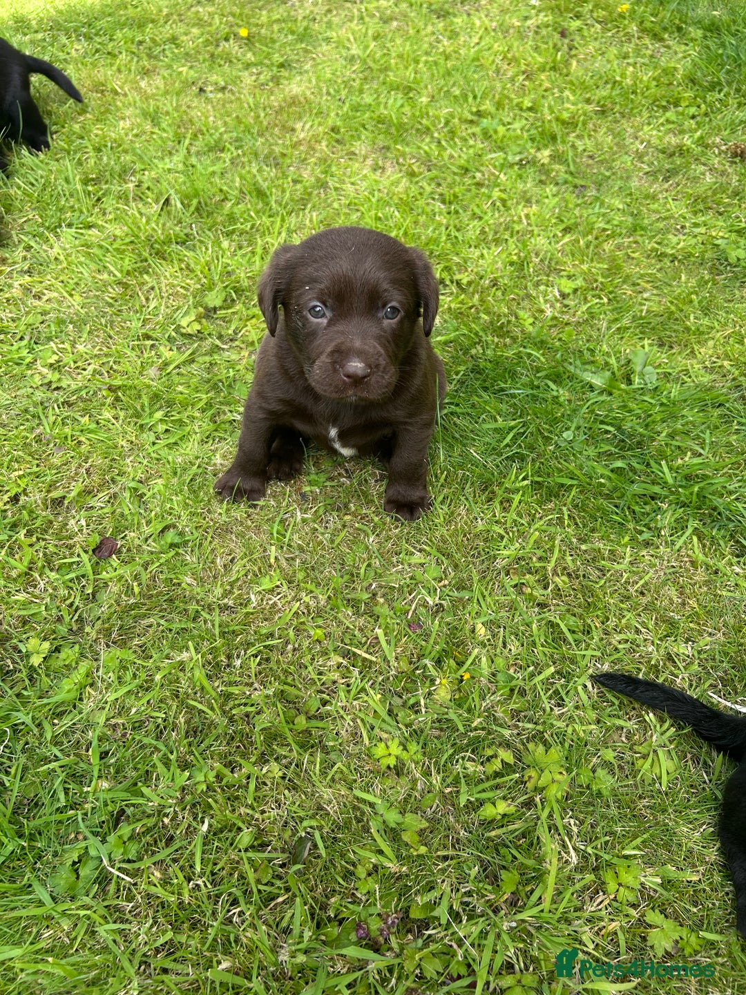 Springador dogs for sale: Springador Puppies - Image 15