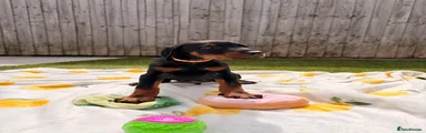 Dobermann Puppy 1