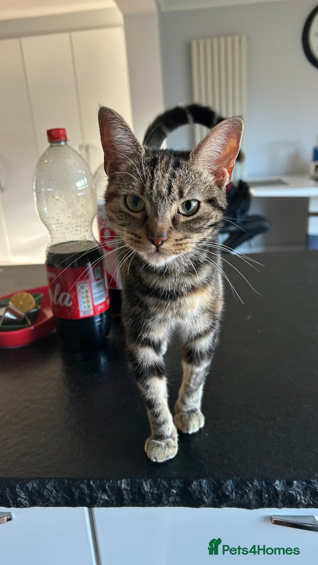 Bengal cats for sale: Ella  - Advert 2