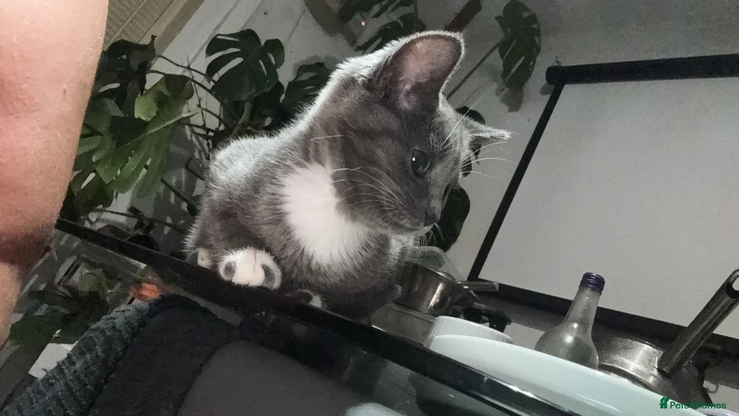 Mixed Breed cats for sale: Bambi - Advert 1