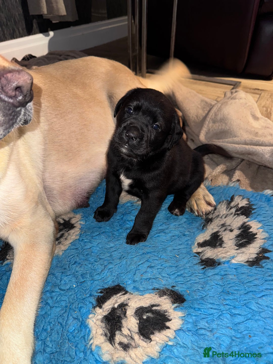 Mixed Breed dogs for sale: Boxador puppies for sale  - Image 5