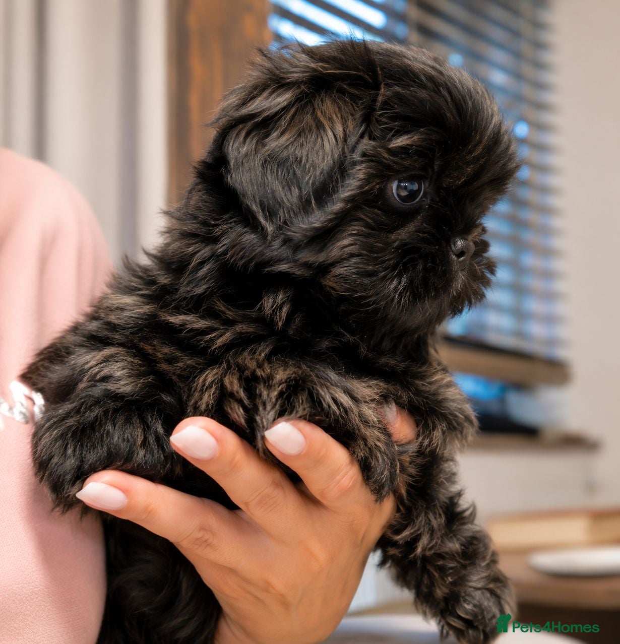 Shih Tzu dogs  Shih Tzu boys ready for new home.  - Advert 1