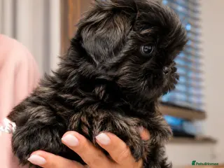 Shih Tzu dogs Shih Tzu boys ready for new home. - Advert 1