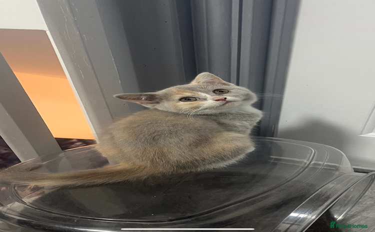 British Shorthair cats - Advert 1