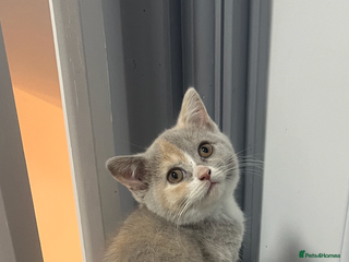 British Shorthair cats - Advert 1