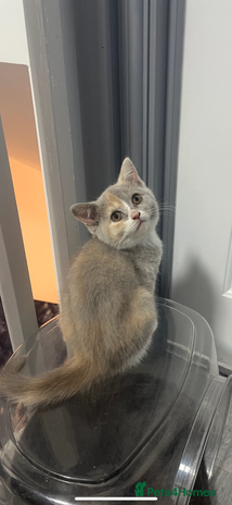 British Shorthair cats - Advert 2